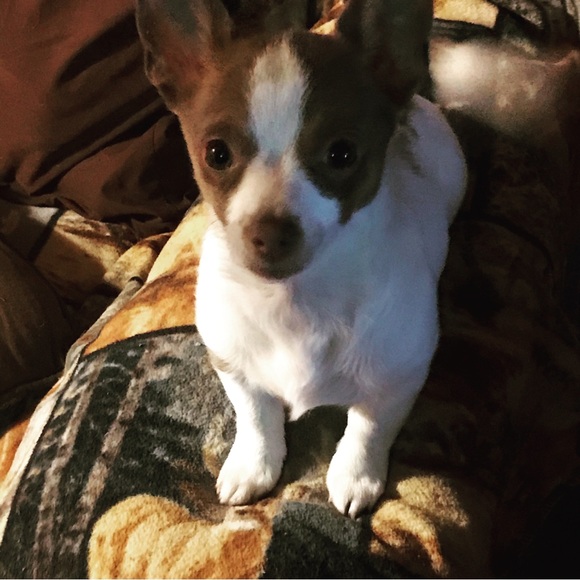 Meet your Posher, Polly - Picture 3 of 8